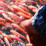 From Negombo: Bentota Full-Day Tour - Transport and Overall Experience