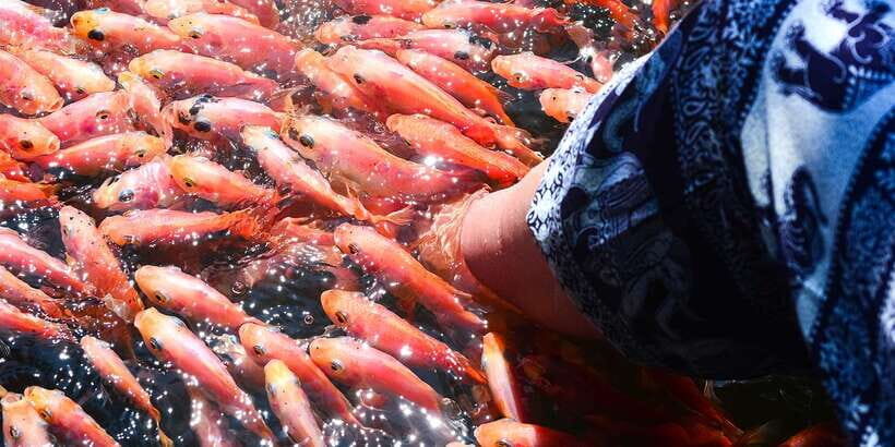 From Negombo: Bentota Full-Day Tour - Transport and Overall Experience