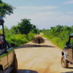 From Negombo: Udawalawa National Park Wildlife Safari - Exploring the Udawalawe Safari Experience
