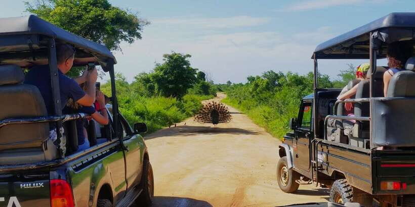 From Negombo: Udawalawa National Park Wildlife Safari - Exploring the Udawalawe Safari Experience