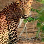 From Negombo: Wilpattu National Park Safari Guided Day Tour - What Sets This Tour Apart?