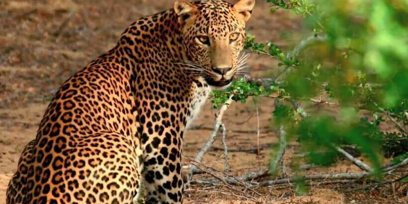 From Negombo: Wilpattu National Park Safari Guided Day Tour - What Sets This Tour Apart?