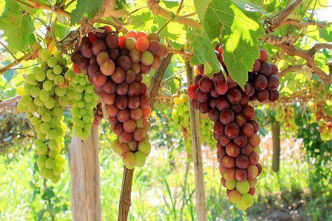 From Nha Trang: Discover Phan Rang Scenic Trip & Vinh Hy Bay - The Sum Up