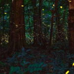 From Ninh Binh: Cuc Phuong National Park Day Trip - What This Tour Means for You