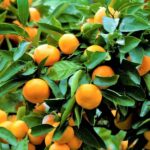 From NogayaFireworks and Orange picking 1 day tour - A Detailed Look at the Tour Itinerary