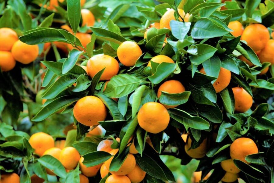 From NogayaFireworks and Orange picking 1 day tour - A Detailed Look at the Tour Itinerary