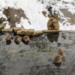 From Nozawa Onsen: Snow Monkeys and Zenko-ji Day Trip & Sake - What This Tour Means for You