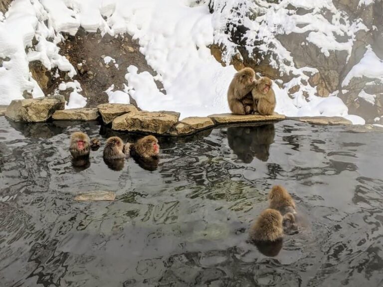 From Nozawa Onsen: Snow Monkeys and Zenko-ji Day Trip & Sake - What This Tour Means for You