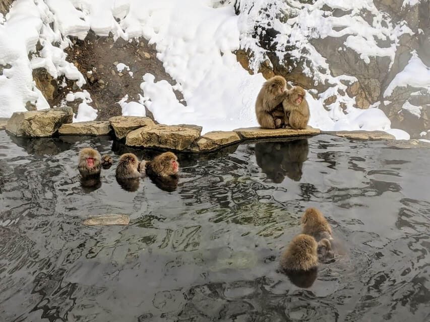 From Nozawa Onsen: Snow Monkeys and Zenko-ji Day Trip & Sake - What This Tour Means for You
