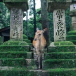 From Osaka: Kyoto and Nara Day Tour with Deer Sightings - Evaluating the Experience: What’s Worth Noting