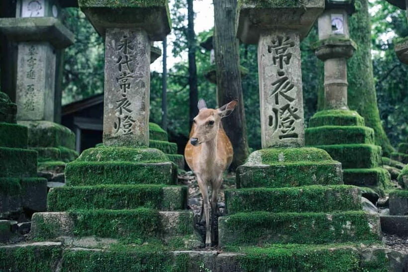 From Osaka: Kyoto and Nara Day Tour with Deer Sightings - Evaluating the Experience: What’s Worth Noting
