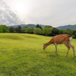 From Osaka/Kyoto: Kyoto & Nara Day Trip with Lunch - What We Like and What Matters