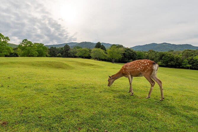 From Osaka/Kyoto: Kyoto & Nara Day Trip with Lunch - What We Like and What Matters