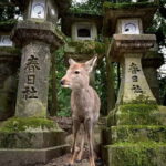 From Osaka: Kyoto & Nara Highlights Day Tour (7 attractions) - Detailed Review