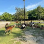 From Osaka/Kyoto: Nara One Day Private Tour - The Experience: What Works Well