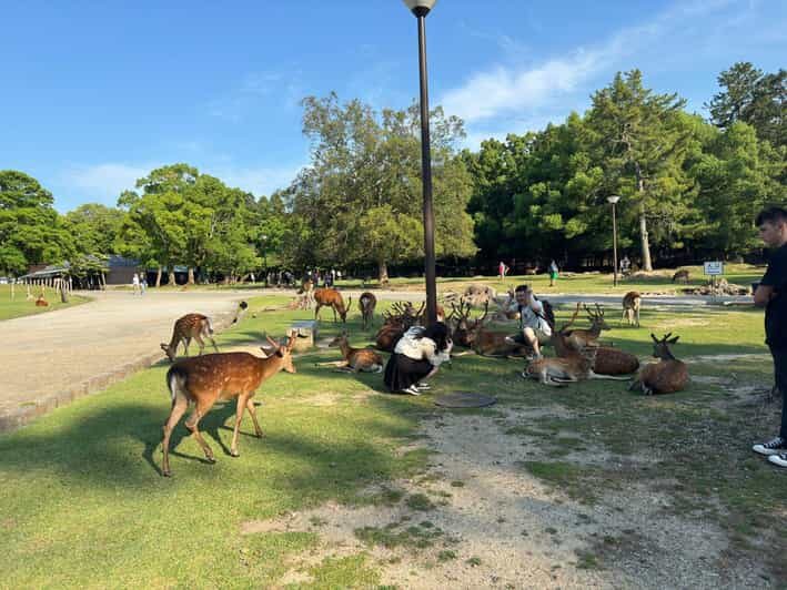 From Osaka/Kyoto: Nara One Day Private Tour - The Experience: What Works Well