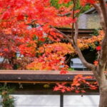 From Osaka: Mt. Koya Autumn Leaves Tour with Fruit Picking - Final Thoughts: Who Will Love This Tour?