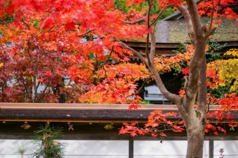From Osaka: Mt. Koya Autumn Leaves Tour with Fruit Picking - Final Thoughts: Who Will Love This Tour?