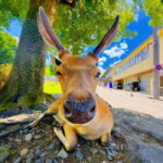 From Osaka: Nara Deer & Kyoto Kiyomizudera Sightseeing Tour - Authentic Experiences and Practical Tips