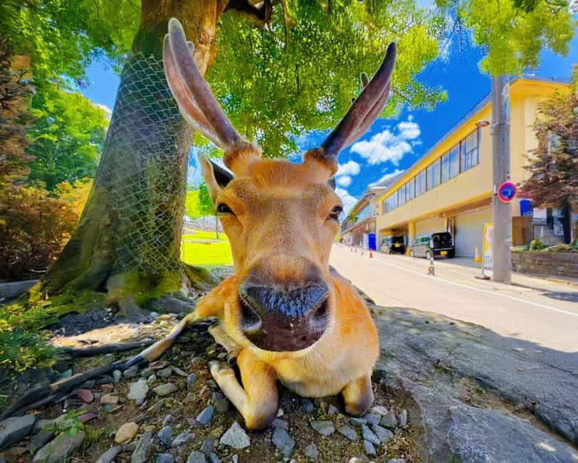 From Osaka: Nara Deer & Kyoto Kiyomizudera Sightseeing Tour - Authentic Experiences and Practical Tips