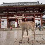 From Osaka: Nara, Kiyomizu-dera & Fushimi Inari Trip - What Travelers Say