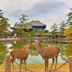 From Osaka: Nara private car tour with optional guide - What Sets This Tour Apart