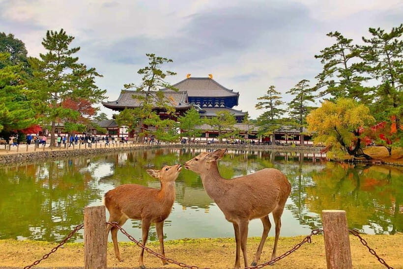 From Osaka: Nara private car tour with optional guide - What Sets This Tour Apart