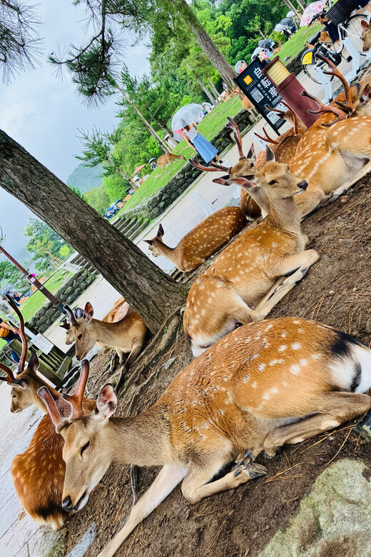 From Osaka: Nara Private Tour with Meet-Up at Your Hotel - FAQ