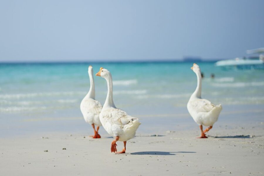 From Pattaya/Bangkok: Island Day Trip with Beach Activities - What Travelers Are Saying