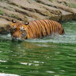 From Penang: Enlightening Taiping Private Day Tour - Who Should Consider This Tour?