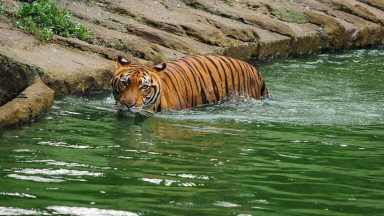 From Penang: Enlightening Taiping Private Day Tour - Who Should Consider This Tour?