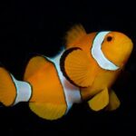 From Phi Phi: Half Day Discover Scuba (2 Dives) - An In-Depth Look at the Experience