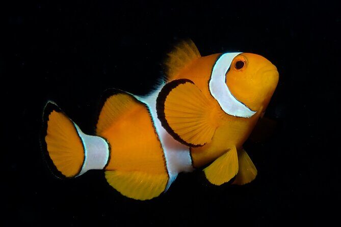 From Phi Phi: Half Day Discover Scuba (2 Dives) - An In-Depth Look at the Experience