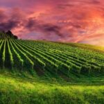 From Phoenix Private Vortex to Vineyard Tour - Touring Sedonas Town and Surroundings