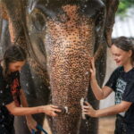 From Phuket: Elephant Jungle Sanctuary Feed and Shower Trip - Why This Experience Offers Good Value