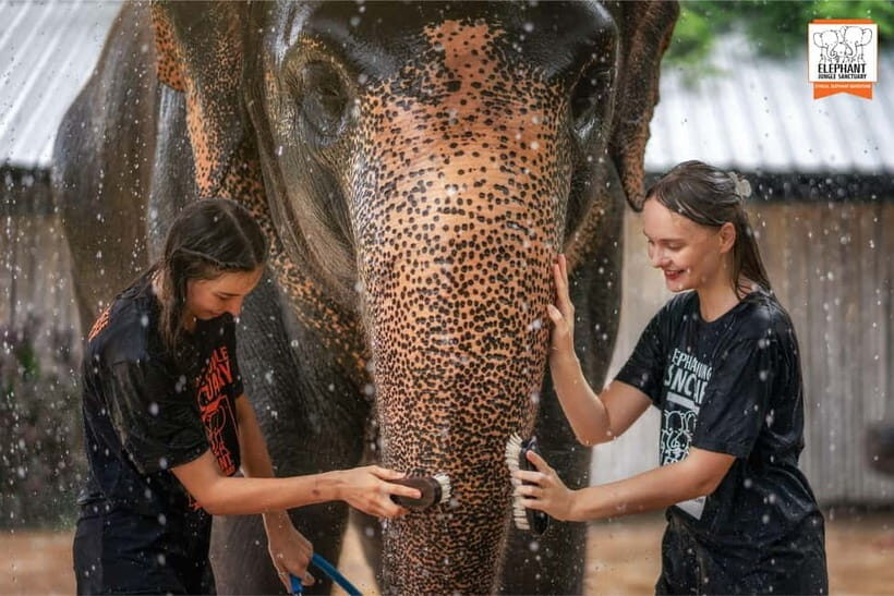 From Phuket: Elephant Jungle Sanctuary Feed and Shower Trip - Why This Experience Offers Good Value