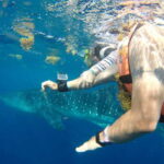 From Playa del Carmen: Whale Shark Tour - Summing Up