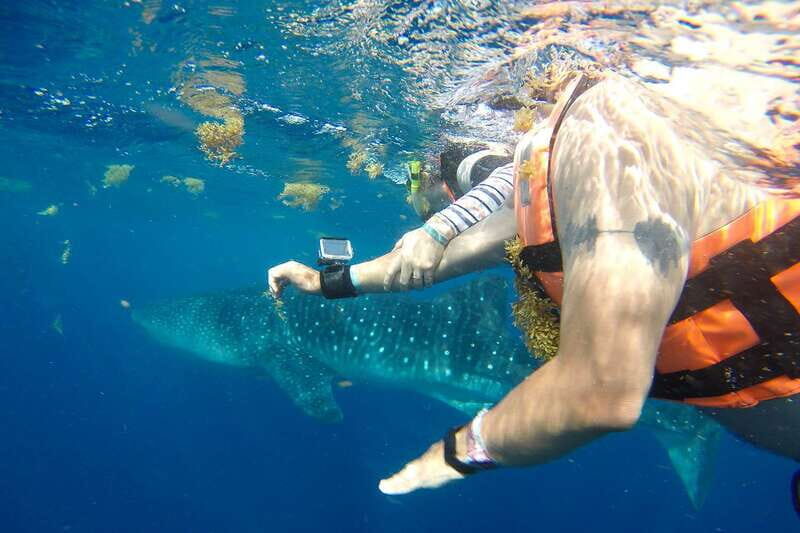 From Playa del Carmen: Whale Shark Tour - Summing Up