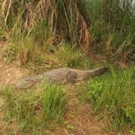 From Pokhara: 2-Day Chitwan National Park Safari Tour - Frequently Asked Questions