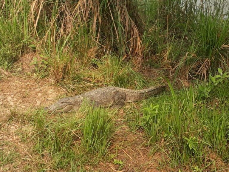 From Pokhara: 2-Day Chitwan National Park Safari Tour - Frequently Asked Questions