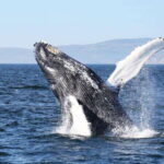 From Quebec City: Whale Watching Excursion Full-Day Trip - A Deep Dive into the Whale Watching Experience