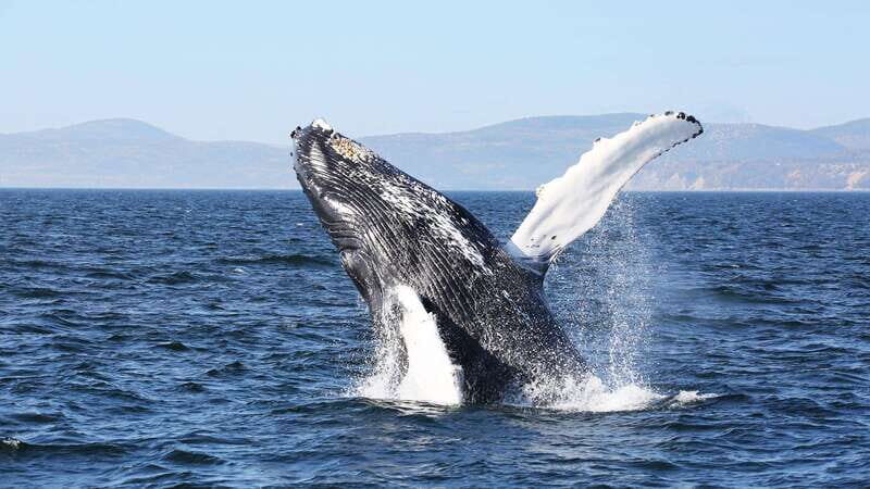 From Quebec City: Whale Watching Excursion Full-Day Trip - A Deep Dive into the Whale Watching Experience