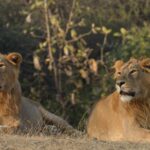 From Rajkot: Gir Somnath Weekend Tour - Who Should Consider This Tour?