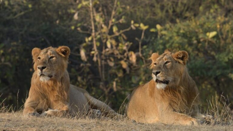 From Rajkot: Gir Somnath Weekend Tour - Who Should Consider This Tour?