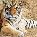 From: Ranthambore: Guided Tiger Safari in Canter - Who Should Consider This Safari?