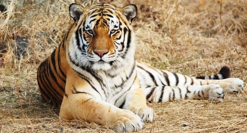 From: Ranthambore: Guided Tiger Safari in Canter - Who Should Consider This Safari?