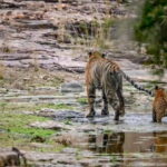 From Ranthambore: Official Tiger Safari in Canter With Guide - Practical Details and What to Bring