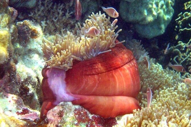 From Samui: Ko Tao and Koh Nang Yuan Speedboat Day Trip - Detailed Review: What to Expect and What Makes It Special