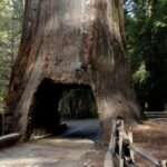 From San Francisco: Yosemite Private Full-Day Trip - A Closer Look at the Experience