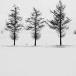 From Sapporo: Furano and Biei Vibrant Fields Tour - Who Is This Tour Best For?